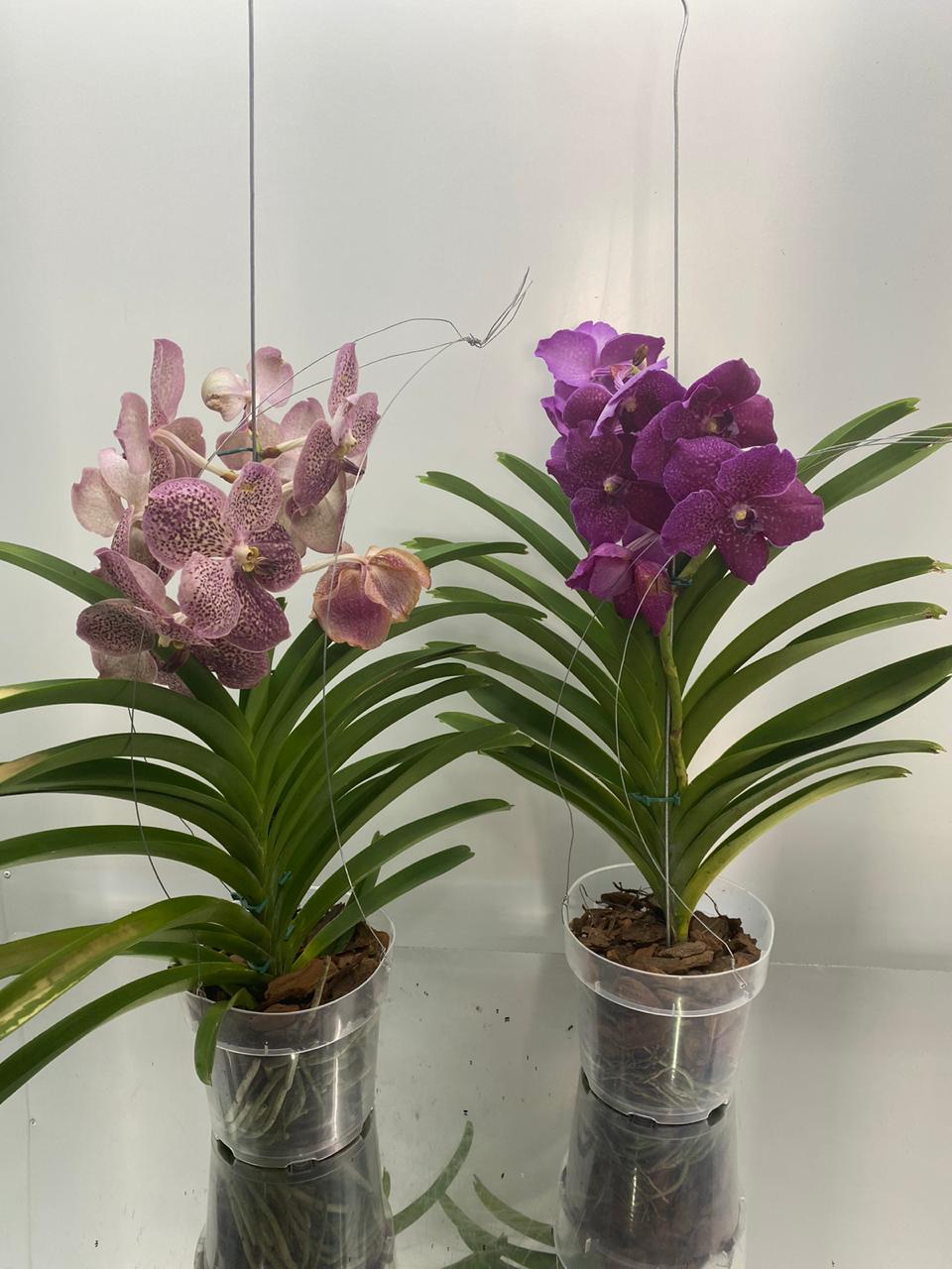 Orquidea Vanda – Floricultura Natuarte – flores, buques, arranjo, coroa  funebre