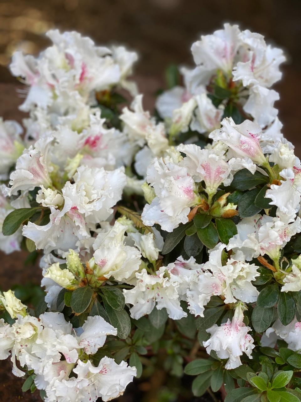 Azaleia arvore G – Floricultura Natuarte – flores, buques, arranjo, coroa  funebre