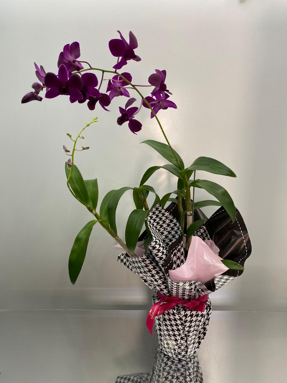 Orquidea Denphal – Floricultura Natuarte – flores, buques, arranjo, coroa  funebre