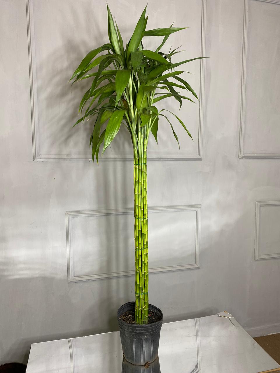 Bambu da Sorte (Lucky Bamboo) – Floricultura Natuarte – flores, buques,  arranjo, coroa funebre