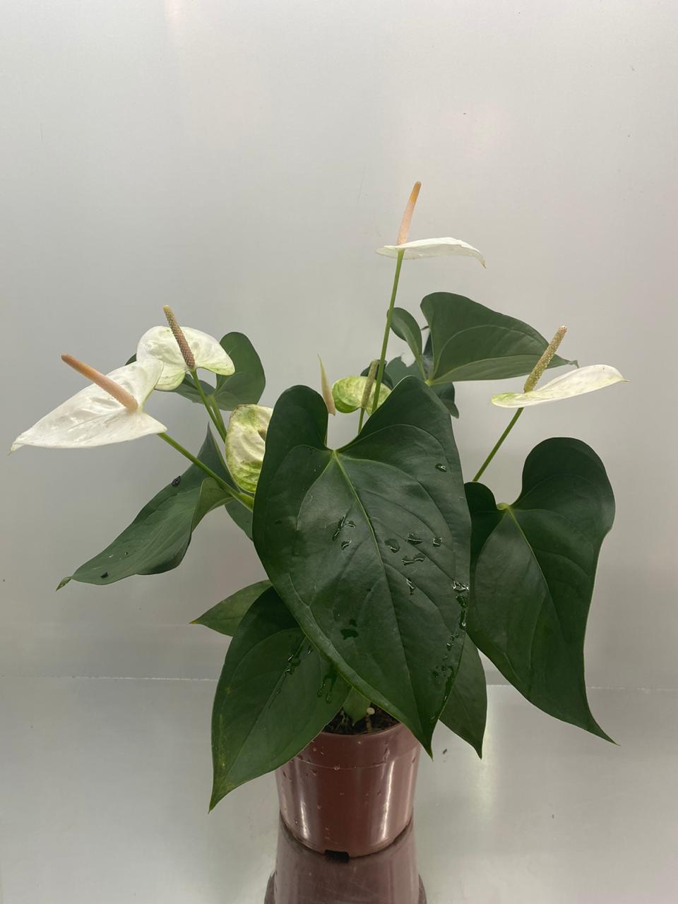 Antúrio Branco – Floricultura Natuarte – flores, buques, arranjo, coroa  funebre