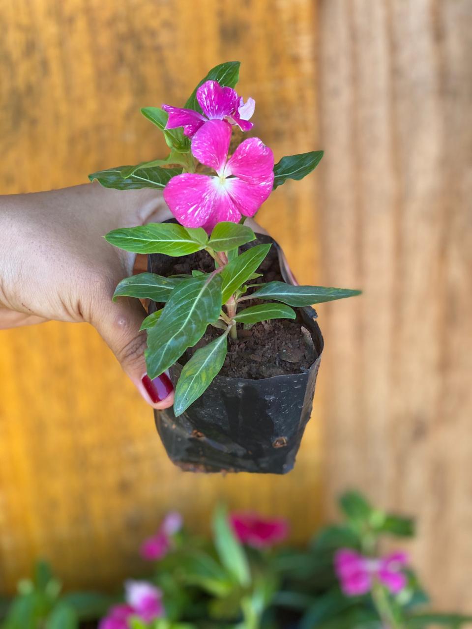 As diferenças entre impatiens, vinca e maria-sem-vergonha 