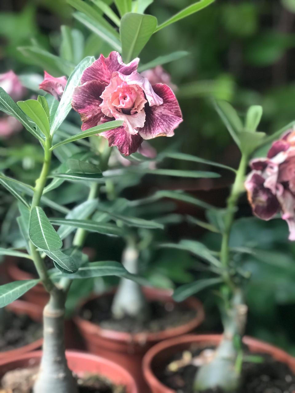 Rosa do deserto PT 15 – Floricultura Natuarte – flores, buques, arranjo,  coroa funebre