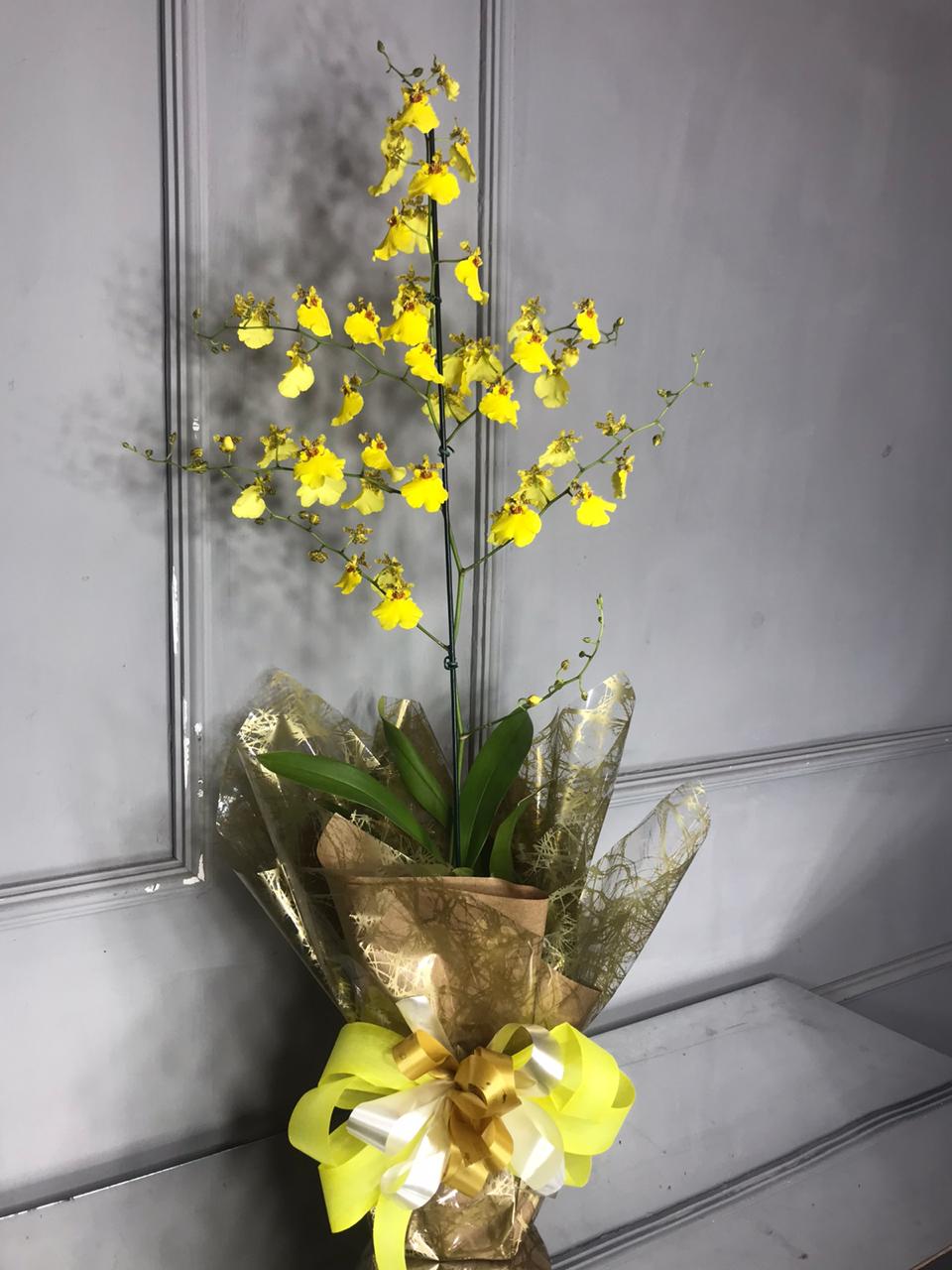 Orquídea Chuva de Ouro (Oncidium) – Floricultura Natuarte – flores, buques,  arranjo, coroa funebre