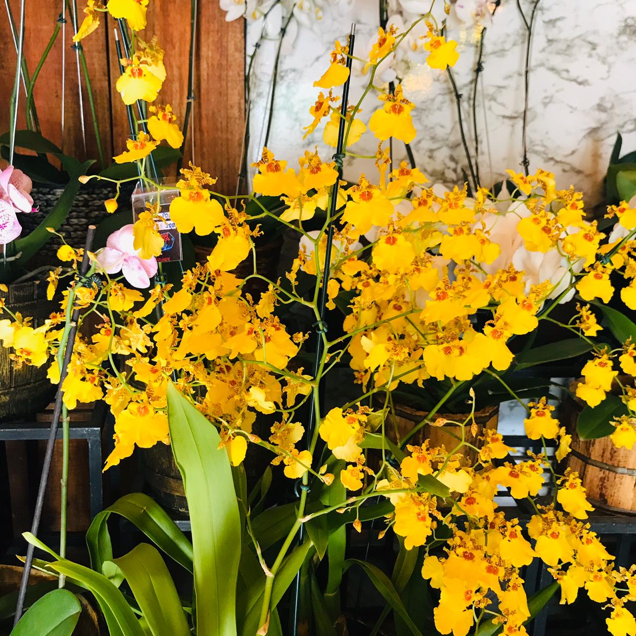 Orquídea Chuva de Ouro (Oncidium) – Floricultura Natuarte – flores, buques,  arranjo, coroa funebre