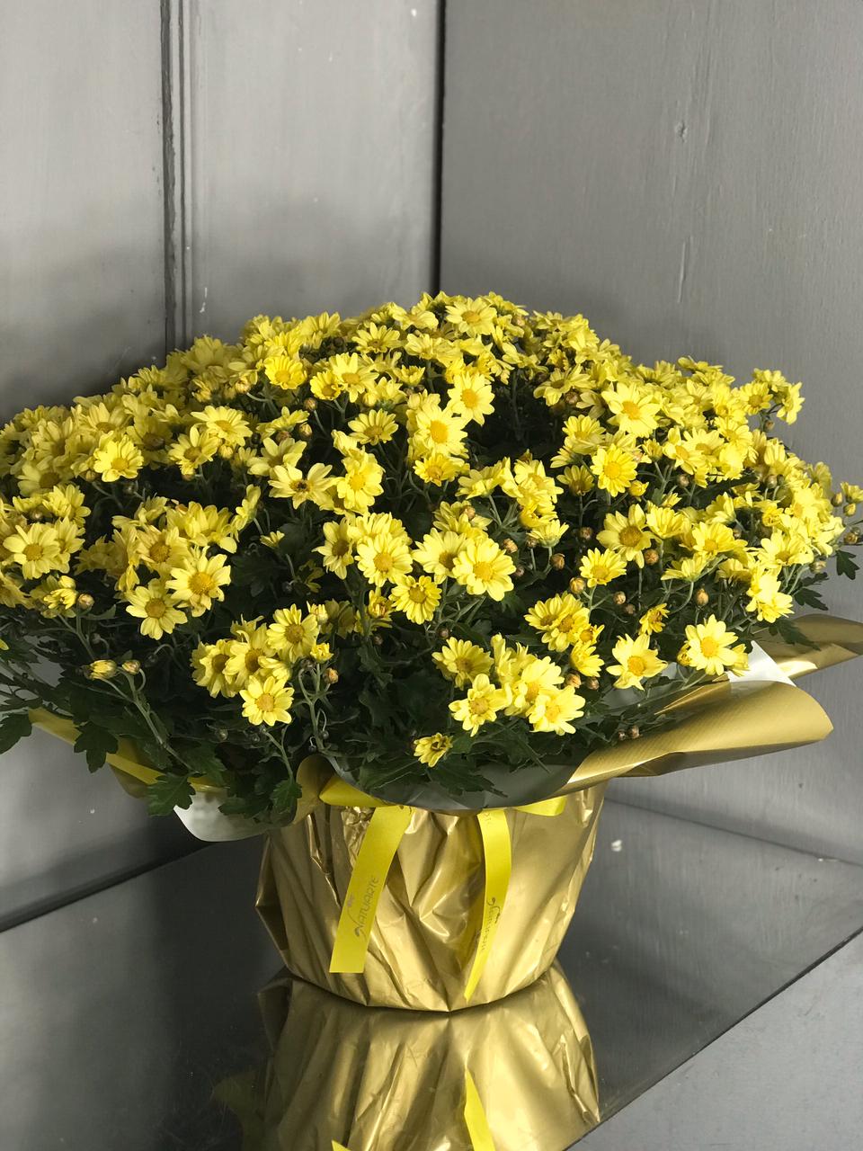 Bola belga Mini margarida amarela – Floricultura Natuarte – flores, buques,  arranjo, coroa funebre