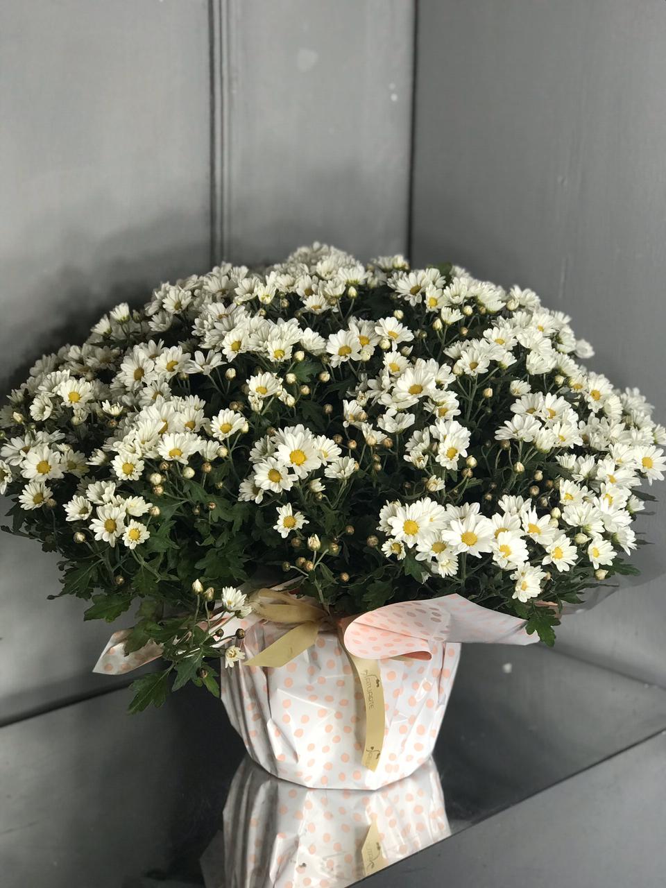 Bola belga Mini margarida branca – Floricultura Natuarte – flores, buques,  arranjo, coroa funebre