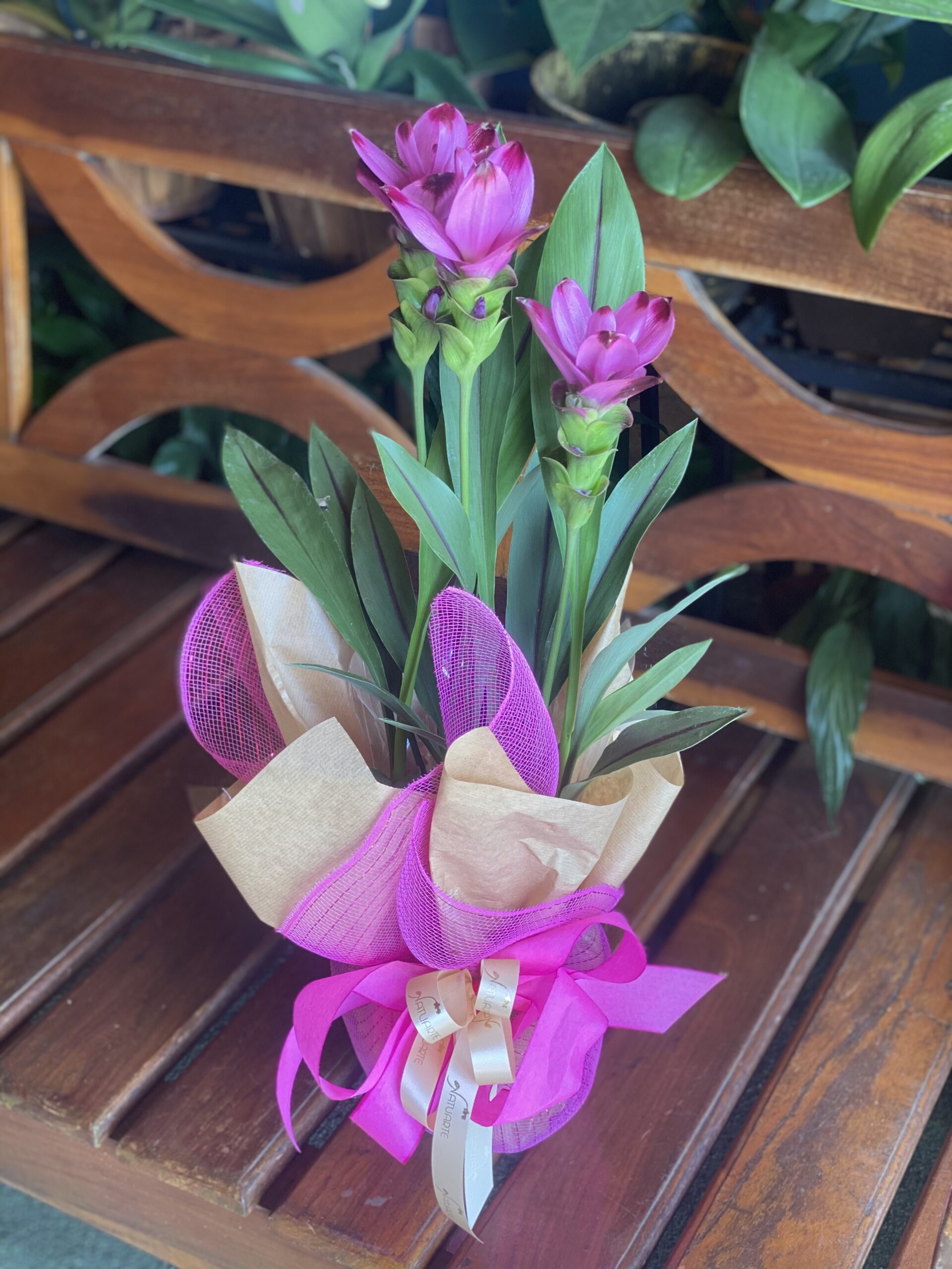 Curcuma plantada ornamental – Floricultura Natuarte – flores, buques,  arranjo, coroa funebre